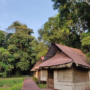 The Forest Elephant - Formerly Known As The Flying Elephant